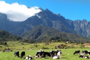 Mount Kinabalu from Desa Cattle Dairy Farm